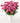72 Stems Quito Pink Roses
