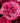 72 Stems Quito Pink Roses