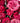 72 Stems Quito Pink Roses