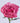 72 Stems Quito Pink Roses