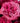 Quito Pink Roses