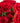 Ruby Red Roses