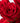 Ruby Red Roses