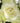 Snow Cap Roses