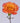 Sunpeak Roses