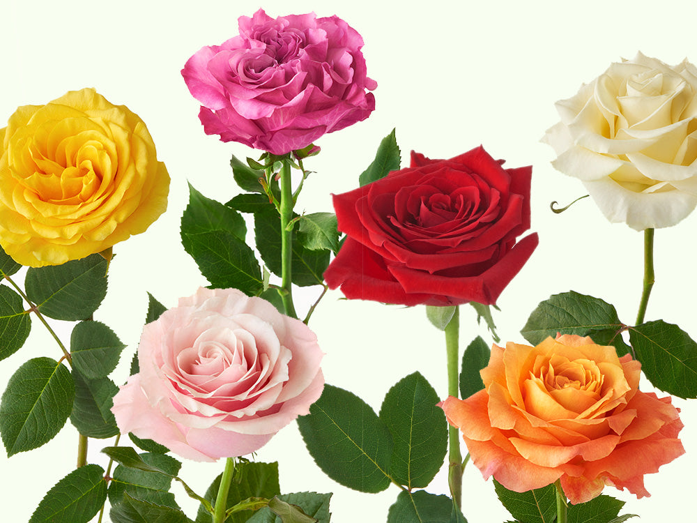 Rose Colors Decoded: Here’s What They Really Mean – POMP