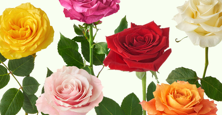 Rose Colors Decoded: Here’s What They Really Mean – POMP