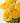 18 Stem - Lemon Lace Roses