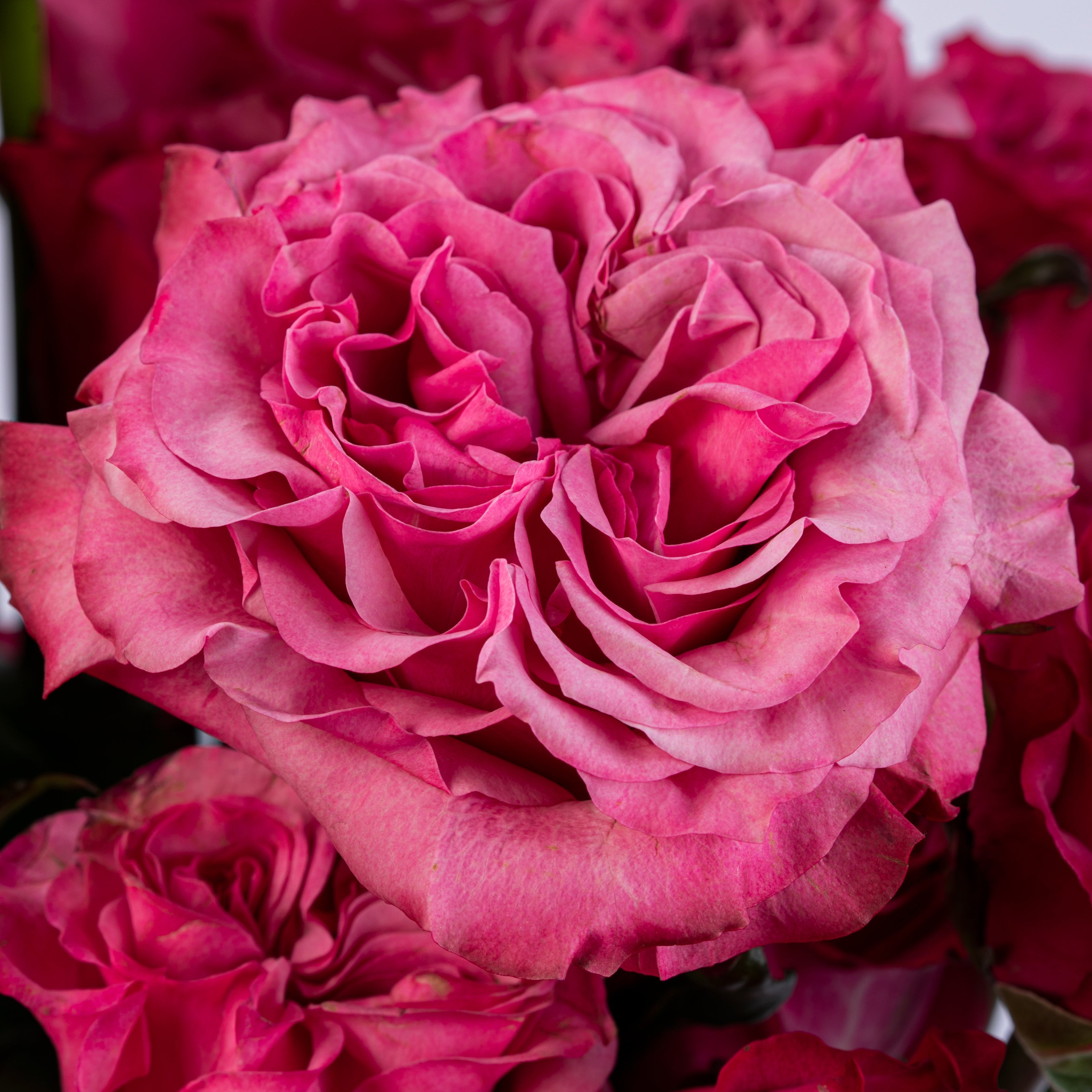 Quito Pink Hot Pink Rose Bouquet Delivery | POMP Flowers