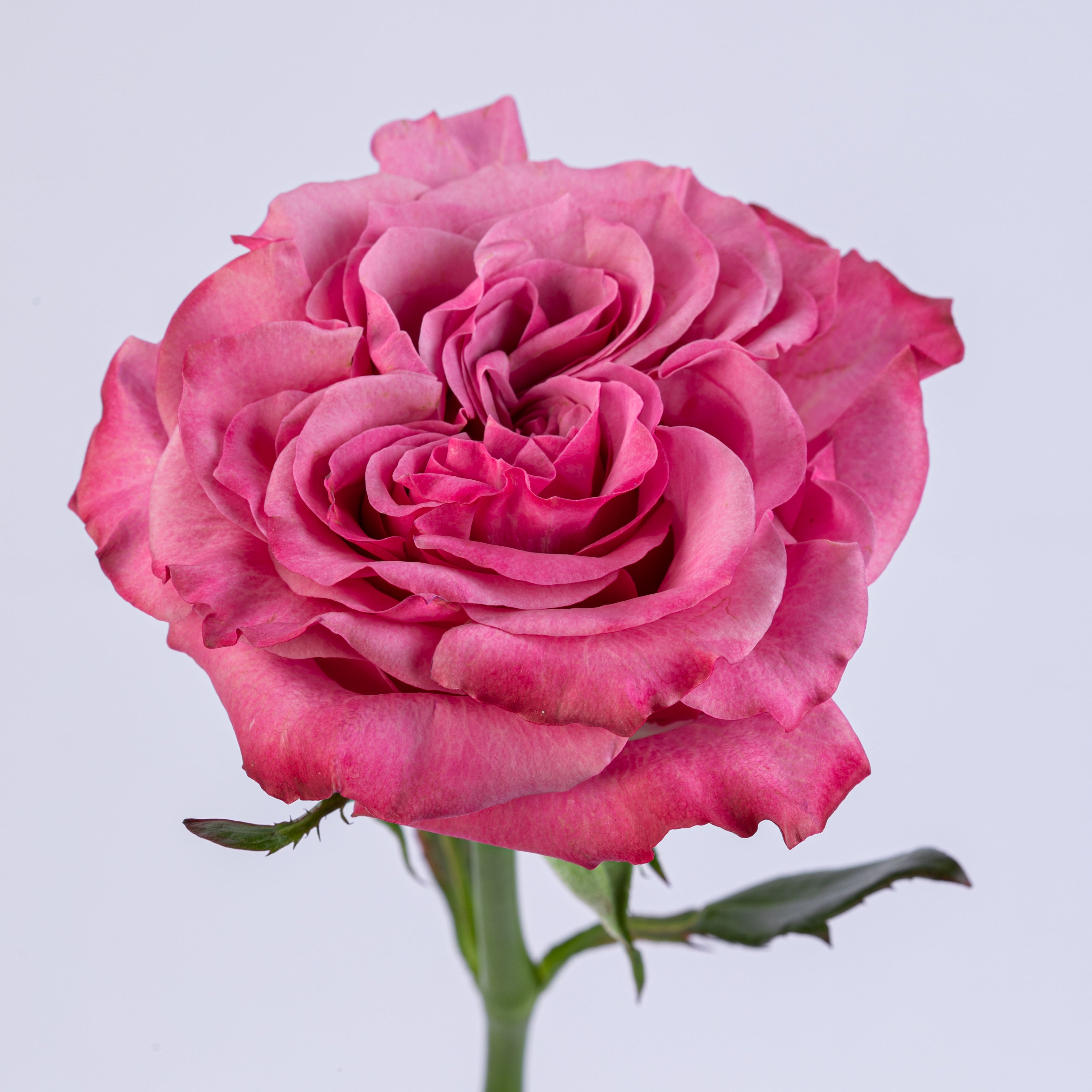 Quito Pink Hot Pink Rose Bouquet Delivery | POMP Flowers