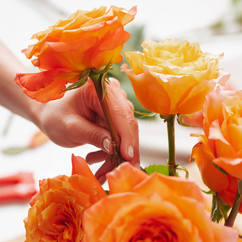 Hand Picked Roses Rose Flowers Pick Up
