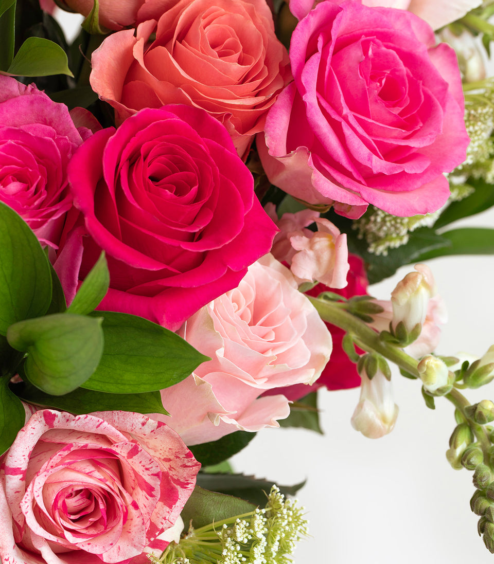 Pink Lady Multi Color Pink Rose Delivery | POMP Flowers