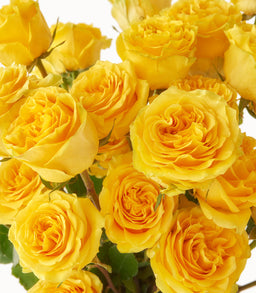 Lemon Lace Roses - image 1
