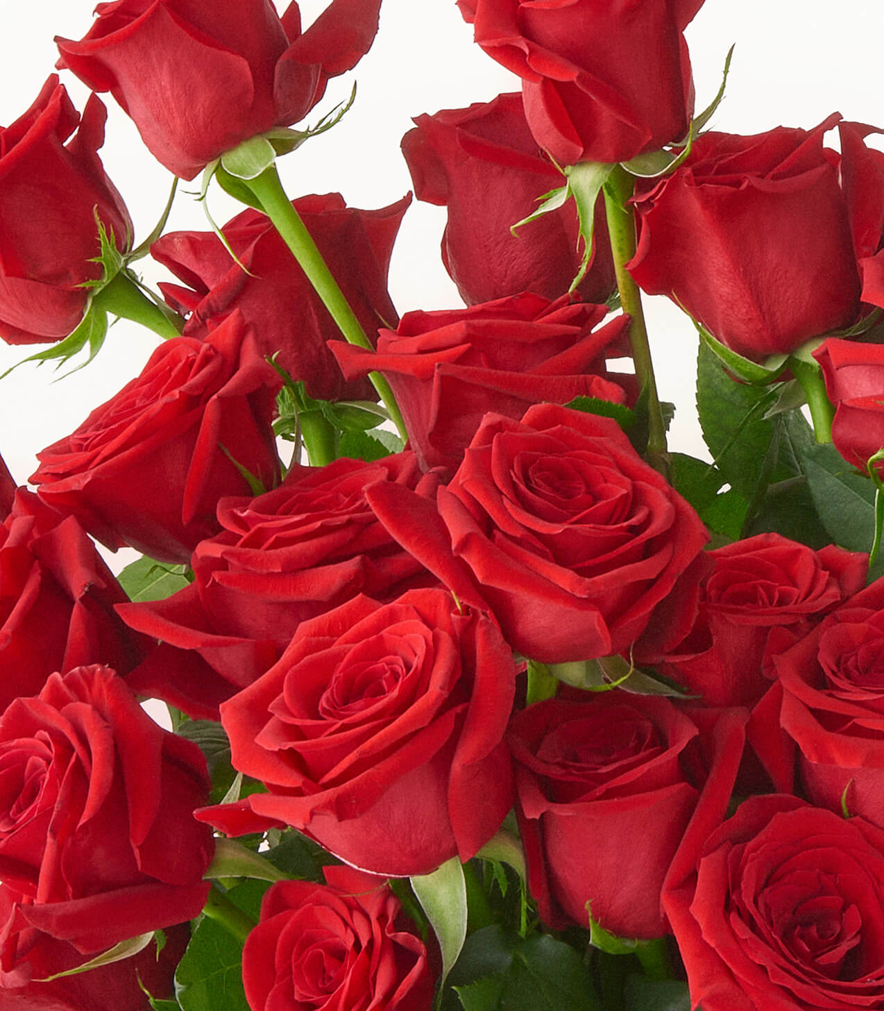 Ruby Reds | Bouquet of Red Roses | POMP Flowers