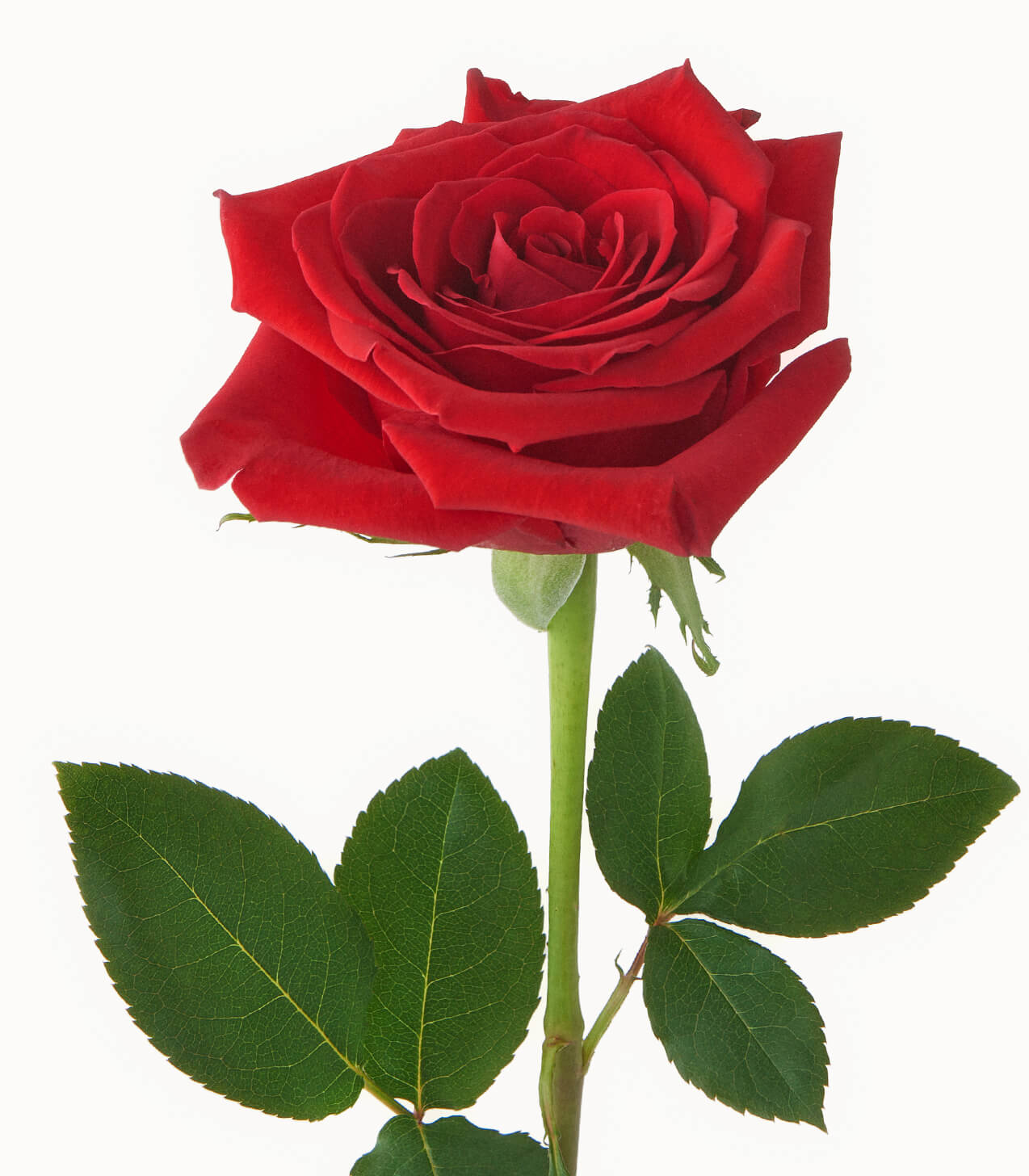 Ruby Reds | Bouquet of Red Roses | POMP Flowers