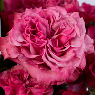 Quito Pink Roses