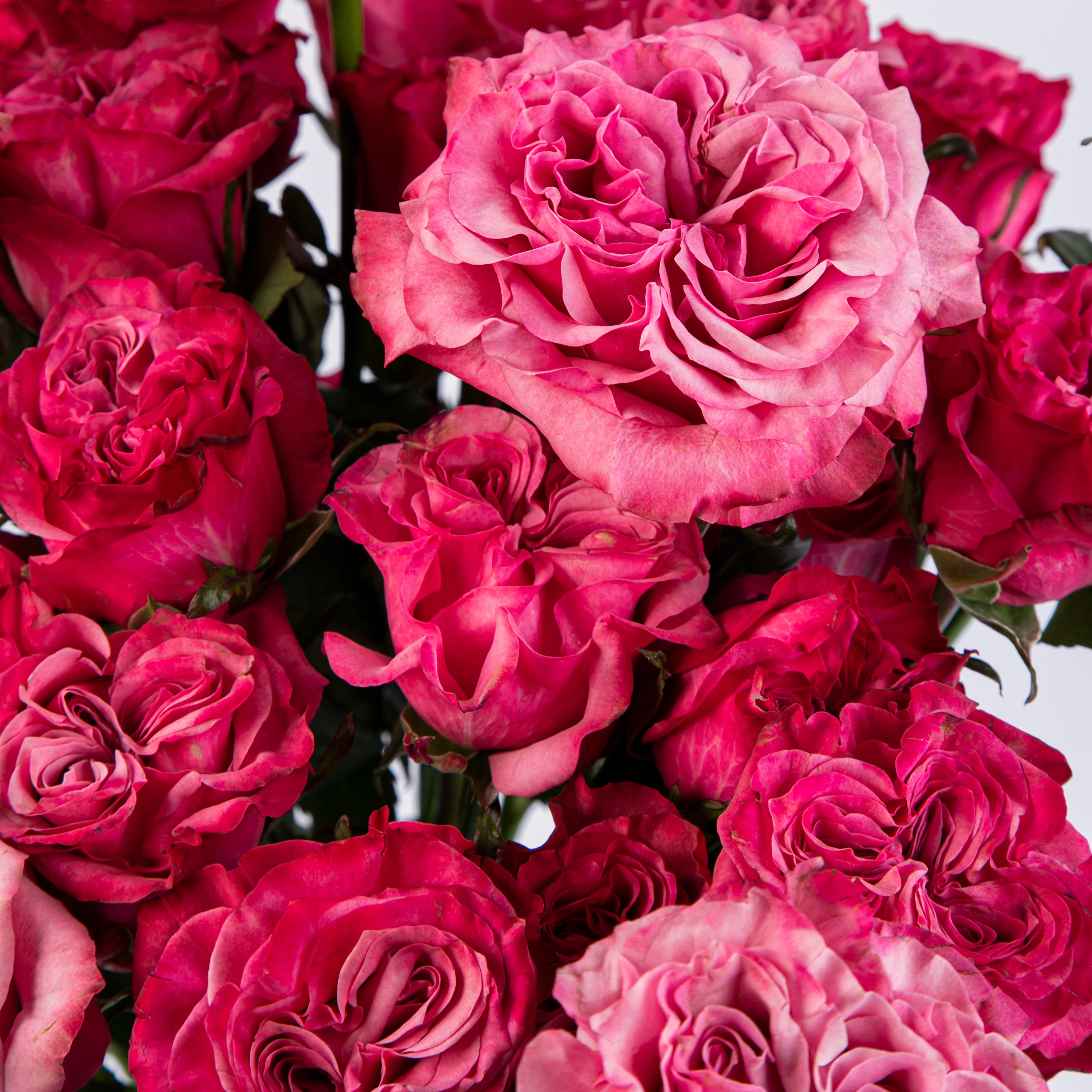 Hot Pick Roses Hot Pink Rose Varieties