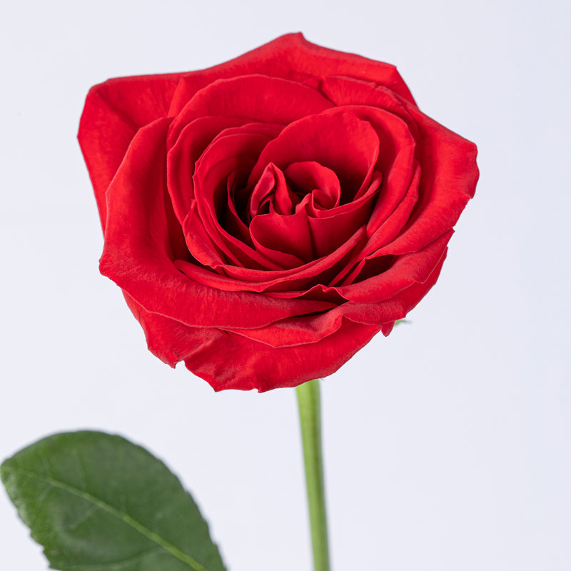 One in a Million Long-Stem Rose - Please Note Red, White, or Pink. Red is  Default by Mystical Rose Flowers