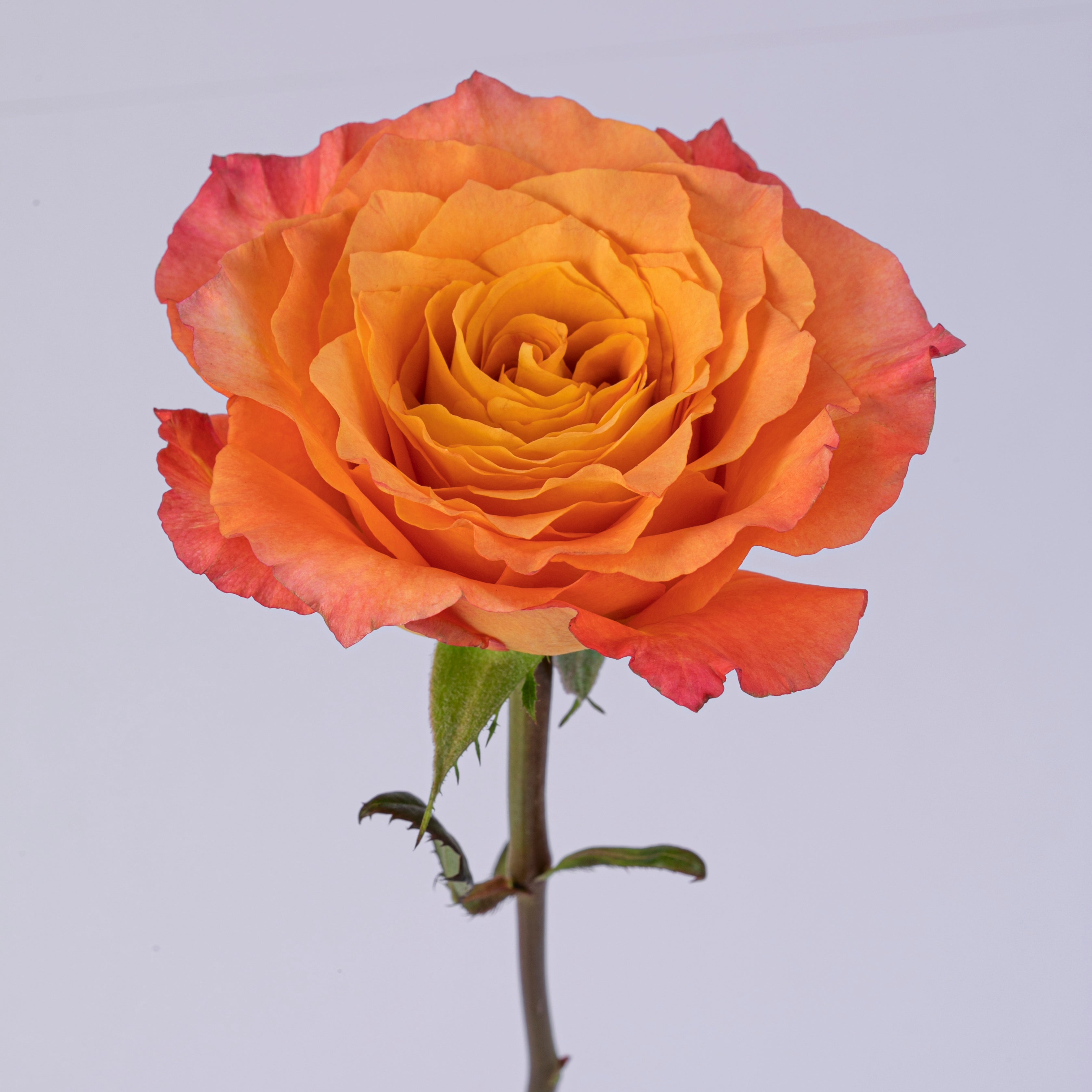RARE !! SAPHIR ROSE ORANGE DE TANZANIE : 6 mm x 4.8 mm RARE !! SAPHIR ROSE ORANGE DE TANZANIE : 6 mm x 4.8 mm